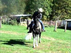 Black and white paint gelding trail horse for sale