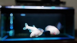 ternyata maen arwana cepet bosan, kita kembali lagi ke oscar tunggu beberapa bulan ke depen pokus pembesaran #tankpredator #ikanpredator #oscarfish #oscarfishaquarium #PELETDATOR #oscartiger #oscaralbino