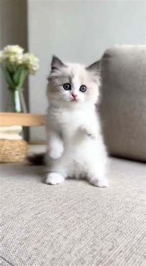Dancing Kittens Compilation – Way Too Healing! 🐱💖 | 小猫跳舞集锦，太治愈了！