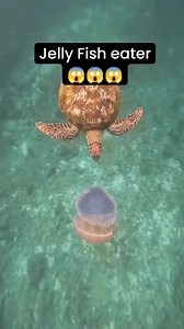Snack time 🐢✨ Sea turtles have the incredible ability to eat jellyfish without getting stung! Their thick skin and special papillae in their mouths protect them from the jellyfish’s venomous stingers. 🎥 CoralFish12g | PADI