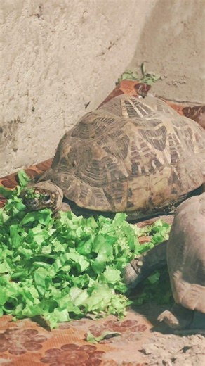 Turtle Sounds for Kids | Learn Animal Sounds