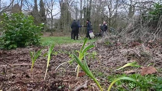 4.7K views · 25 reactions | The latest project to boost biodiversity in Newport got underway this week, with the planting of 5,500 bluebells. Read more: https://www.shropshirestar.com/news/2025/03/14/5500-bluebells-planted-in-park-to-boost-biodiversity-and-bring-some-colour-to-newport/ | Shropshire Star | Facebook