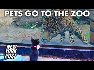 Cats and dogs go to the zoo to gaze at their animal counterparts behind glass | New York Post