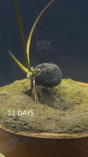 Lotus Seed Growing Underwater Time-Lapse