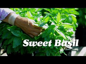The Foolproof Guide to Mastering Sweet Basil: Tips and Tricks