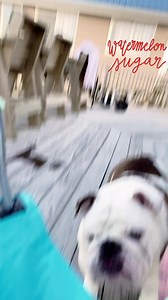 41 reactions · 6 comments | Bubba does the Watermelon Crawl , Beach Side #NeverSeenFootage | Bubba's World | Facebook