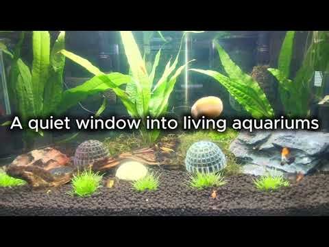 Nano Tank Live | Calm Shrimp Aquarium Streams Starting Soon