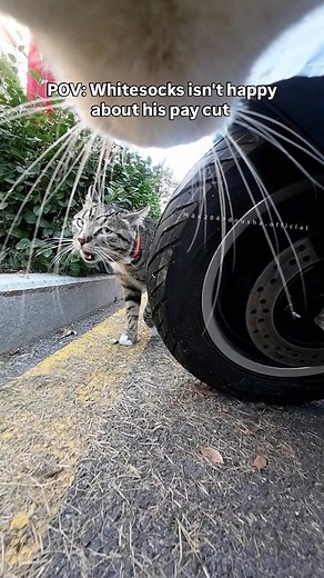 373K views · 5.5K reactions | Gotta keep the workers in line  Tap the  in bio to get your own CatCamPro™ #cats #catpov #povcat #catcam #catcamera #catadventures | Catcampro | Facebook