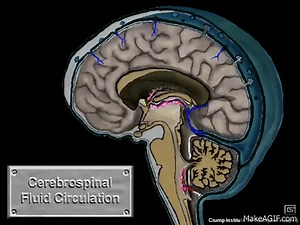Cerebrospinal Fluid Circulation on Make a GIF