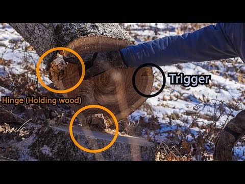 Tree Identification & Bore Cut How-To, No More BARBER CHAIR | Flatlander