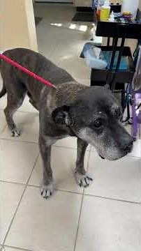9-Year-Old ‘Gentle Giant’ Dog Waits Months for a Home 💔 (Adoption Fee Waived)