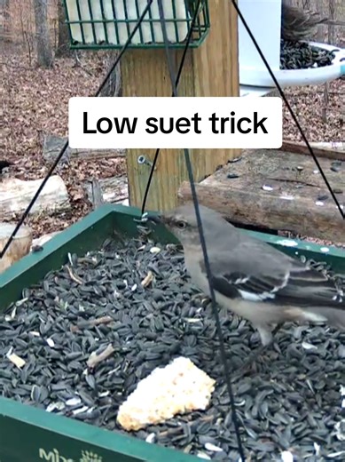 How to Use Suet Cake Remnants in Bird Feeding