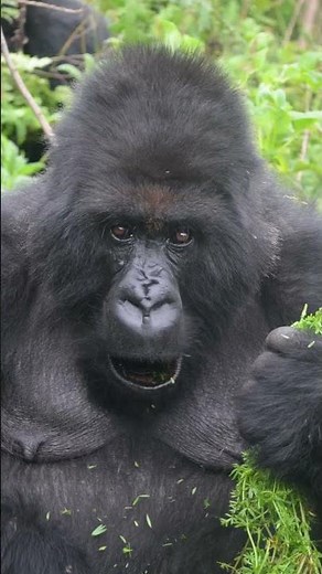 Why gorilla poop? 💩
