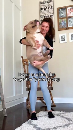 Why We Choose to Rescue Dogs Over Breeding