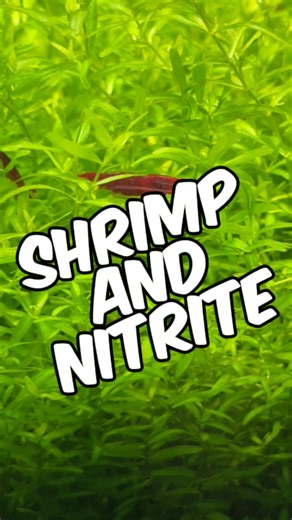 Glass Box Diaries on Instagram: "Why Nitrite Is Still Toxic To Shrimp And Shouldn't Be Overlooked! People constantly make this one easily avoidable mistake when keeping pet shrimp, and it often leads to unnecessary losses. You may have seen advice online claiming that nitrite is less toxic to shrimp than ammonia. While that’s technically true, it can be dangerously misleading if taken at face value. Ammonia is extremely toxic to both fish and shrimp because it damages their gills, reducing how m
