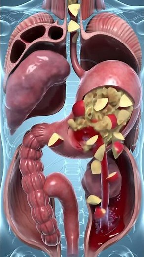The Amaizing Human Digestion Process Revealed in Stunning Detail