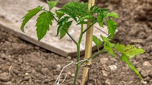 Climate change could lead to earlier or longer growing degree days