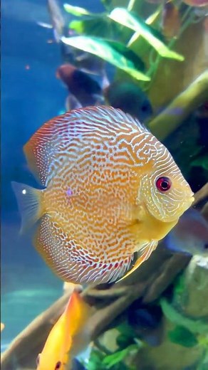 Colorful Discus Fish: Nature's Masterpiece #shorts