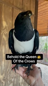 1.7K views · 600 reactions | Have you seen the corvid queen? #crow #crows #corvidcore #corvidae #piedcrow #bird #birds #birdtok #birdslove | Dark Wings Wildlife & Education | Facebook