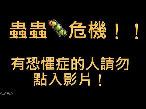 傷口長蛆是好是壞？傷口的蛆療法是真的 Maggot therapy in wound healing