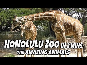 Honolulu Zoo The Amazing Animals You Can See at the Honolulu Zoo in 2 mins. We Love This Zoo!