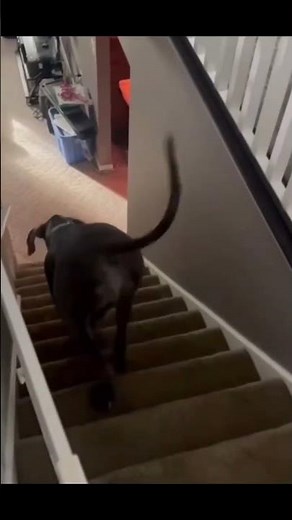 Dogs Going Down Stairs 🐶 Cute & Funny Compilation