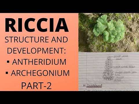 RICCIA|STRUCTURE OF ANTHERIDIUM AND ARCHEGONIUM|FERTILIZATION(Reproduction)|#botany #bsc