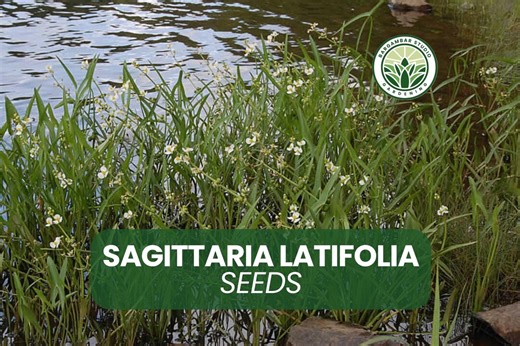 Sagittaria Latifolia (broadleaf Arrowhead) – 500 Seeds | Aquatic Wetland Plant for Ponds & Water Gardens - Etsy