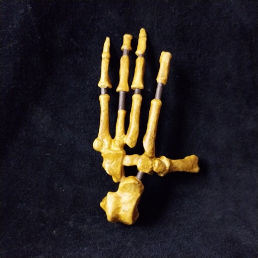 Ardipithecus Ramidus Foot. Life-size Resin Reproduction of the Bones of an Ardipithecus Ramidus Foot - REF_PIED_ARDI - Etsy Australia