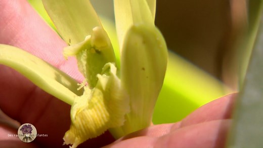 3.3K views · 100 reactions |   Dans ce nouvel épisode, Sébastien Limousin vous explique, comment polliniser les fleurs de vanille.⬇️ "Des racines et des plantes" en  les samedis à 18h45 et en replay  : https://la1ere.francetvinfo.fr/nouvellecaledonie/programme-video/la1ere_nouvelle-caledonie_des-racines-et-des-plantes/ | Nouvelle-calédonie la 1ère | Facebook