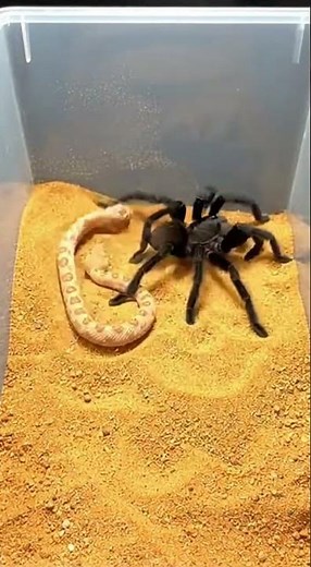 Snake vs Spider 🐍🕷️