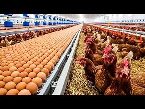 How poultry farms produce millions of eggs 🥚🔥 | Inside modern farms