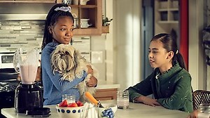 Watch Puppy Place Season 1 Episode 8 - Bandit