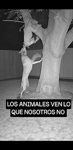 LOS ANIMALES VEN LO QUE NOSOTROS NO � | Expediente Alien