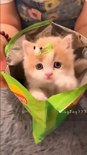 قطه كيوت|تربية القطط|قطه المنزل|قطه تاكل شيبس|مقطع مضحك 🐈😂