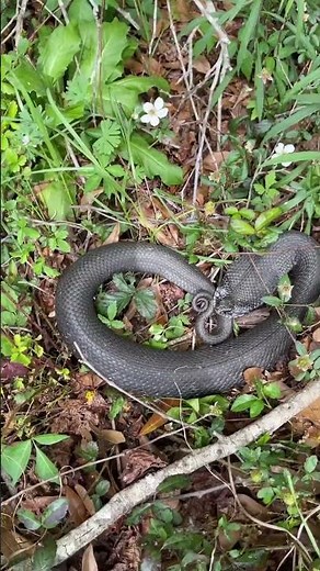 Eastern Hognose Snake Hissing and Hooding!
