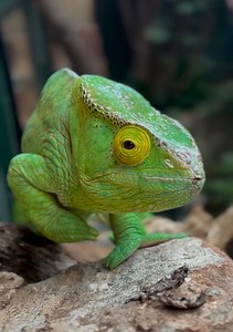 Chester Zoo on Reels