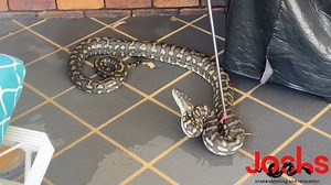 Relocated this big bad boy today from a property in Morayfield this afternoon! dodging many bites, perks of the job, some easy, some are harder, this was defiantly a harder carpet python to control, then when i finally got him bagged, he was that big he pulled the bag straight off my hoop! incredible body mass! | Moreton Bay & Brisbane Snake Catchers 24/7