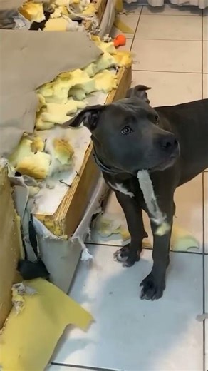 Truck Driver's Epic Fail: Overloading Leads to Disaster! #overload #disaster #epicfail #weightlimit