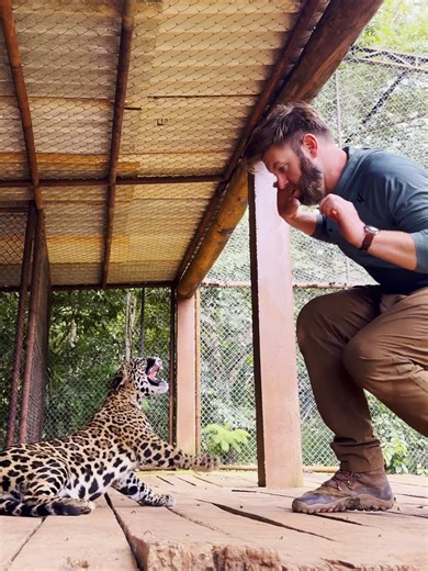 Friendly OR Unfriendly? Part 2! | baby jaguar