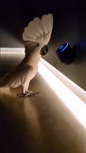 Cockatoo vs Alexa: The Hallway Party Showdown