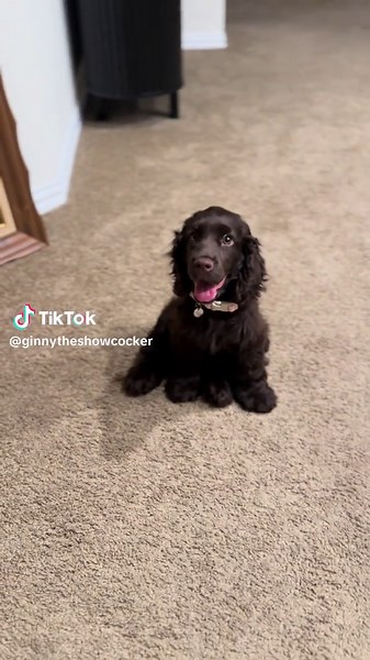 Our Baby Cocker Spaniel: Adorable Moments Captured