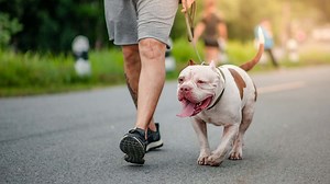 Find Homeowners Insurance That Won't Discriminate Against Your Dog