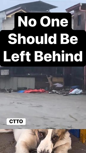 This is a critical reminder: When disaster strikes, pets cannot fend for themselves. Their panic is real, and their lives are just as valuable. If you evacuate, take your pets with you. Their safety is a non-negotiable part of our human responsibility. #EvacuateWithPets #DontForgetThem #AnimalWelfare #FloodAwareness #RescueAnimals #BeResponsible | Cat Bahay ni Pepe Co.