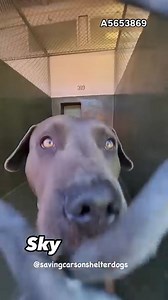 11K views · 724 reactions |  Adopted A5653869 ✰ SKY -9/23/24-...