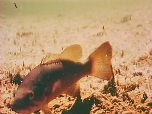 52K views · 199 reactions | #fbf HEADWATERS (1966) -- From the MDC Film Archives -- The upper reaches of streams are a wonderful part of this world. But they are delicate and vulnerable environments, often assaulted unknowingly by human use of the land. The film introduces the “citizens” of this unique world, featuring the smallmouth bass, and shows how these creatures live and die in a small community. -- Kipp@MDC | Missouri Dept. of Conservation | Facebook
