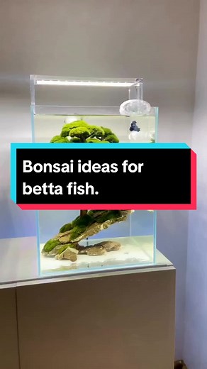 most beautiful bonsai. #aquascape #aquascapeindonesia #aquascapemedan