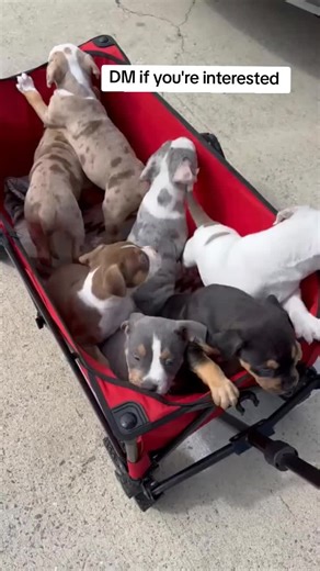 We got available puppies for adoption Very healthy and well taken of off, the puppies are 8 to 10 weeks old fully weaned and ready to go! The puppies have perfect temperament for a pet companion (loyal, alert, hypoallergenic)! Potty trained✅ All shots✅ Dewormed✅ Micro chipped and potty trained✅ Just send us a message if interested and please do share so we could find more loving forever homes🐶❤️ #pitbullnation #pit #pitbullsarelove #doglover #doglife