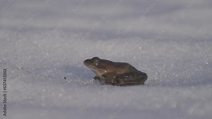 The moor frog (Rana arvalis) woke up after hibernation and migrates through the spring snow
