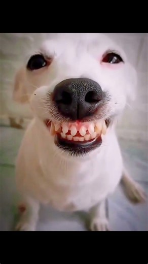 History of Dog Smail #history #facts #shorts